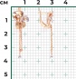 Серьги из комбинированного золота